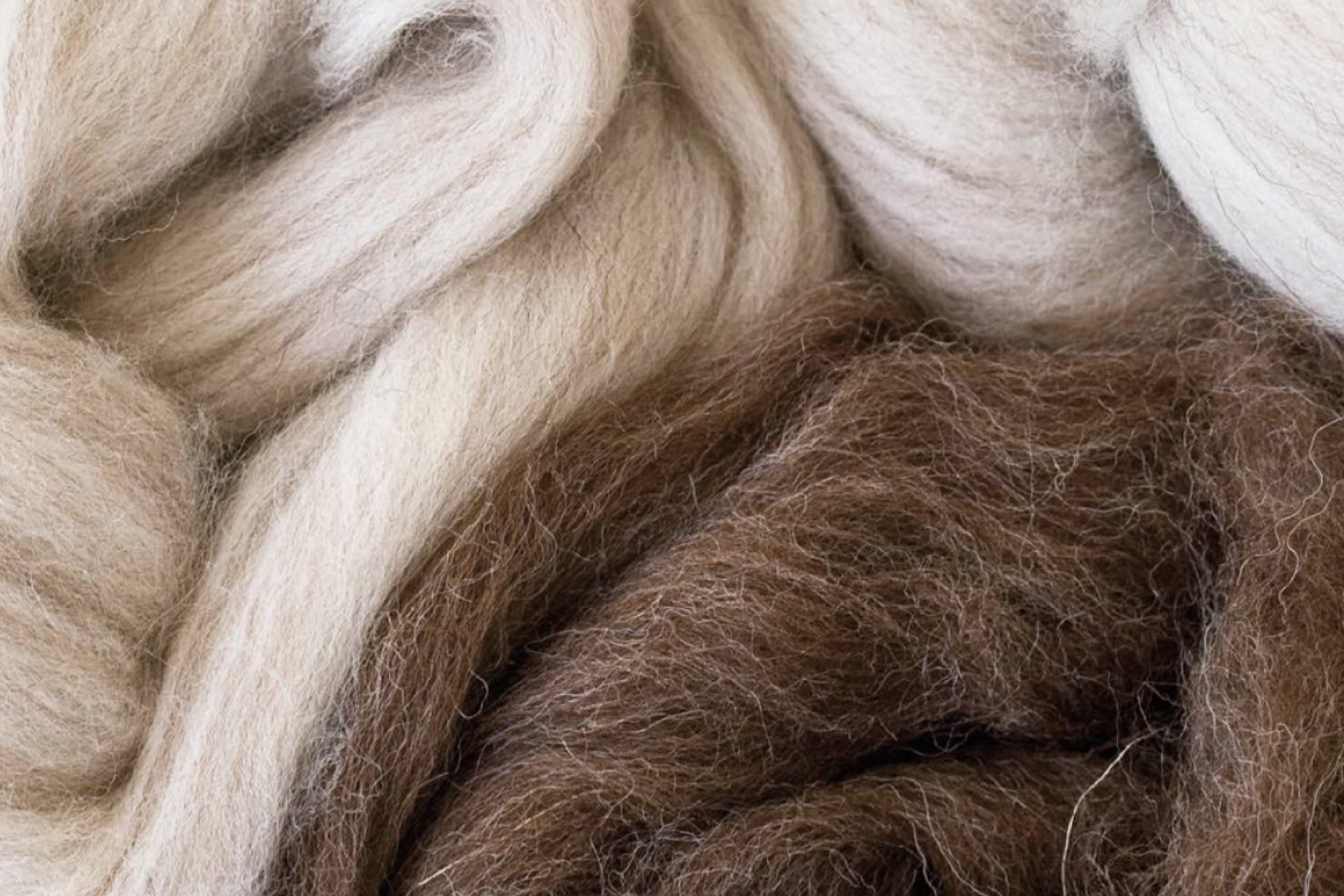 Merino wool fibers