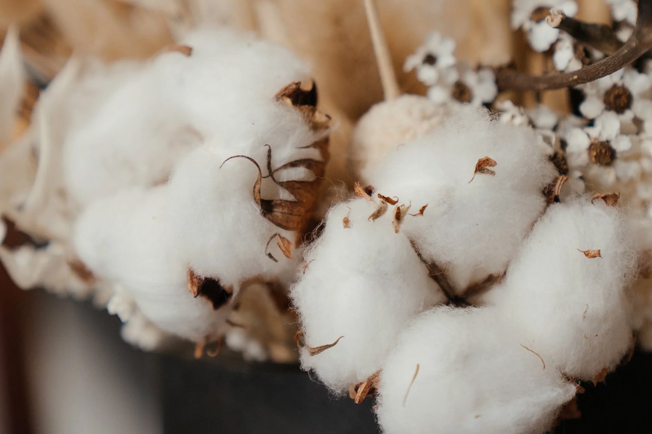 Close-up of raw cotton bolls with dried flowers and leaves